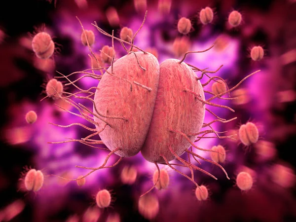 細菌の淋菌や髄膜炎菌 イラストレーション — ストック写真