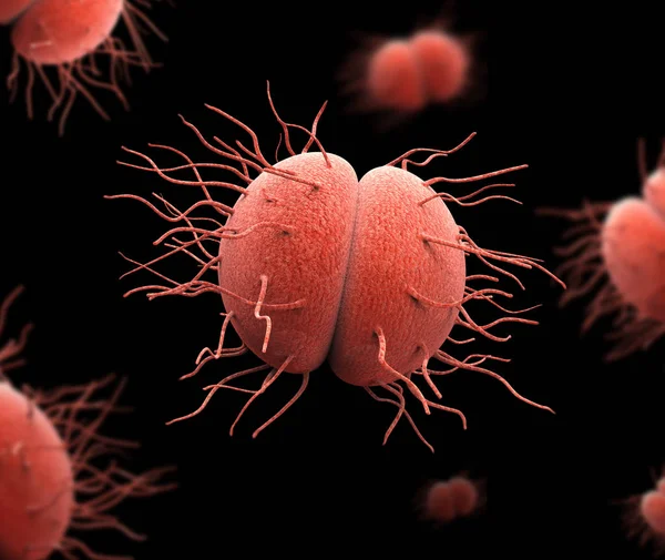 Bacterias Neisseria gonorrhoeae o Neisseria meningitidis, gonococo y meningococo — Foto de Stock