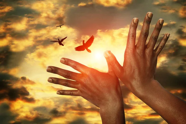 Afrikanska Händer Och Duvor Solnedgång Himlen Begreppet Fred — Stockfoto