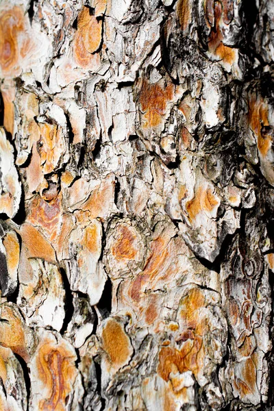 Δέντρο Φλοιό Close Δείτε Φλοιό Υφή — Φωτογραφία Αρχείου