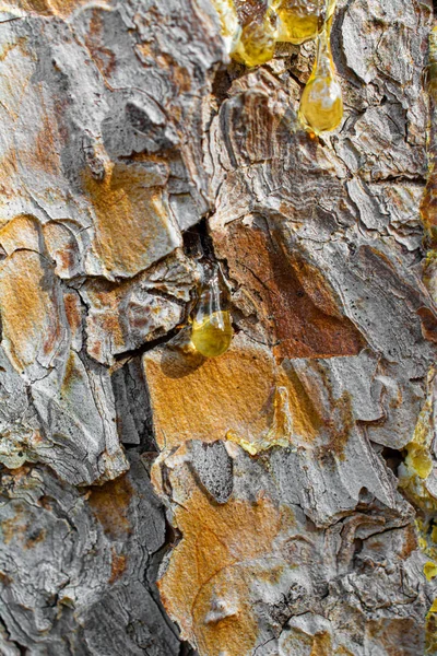 Casca Árvore Close Vista Casca Textura — Fotografia de Stock
