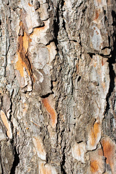 Tree Bark Close View Bark Texture — ストック写真