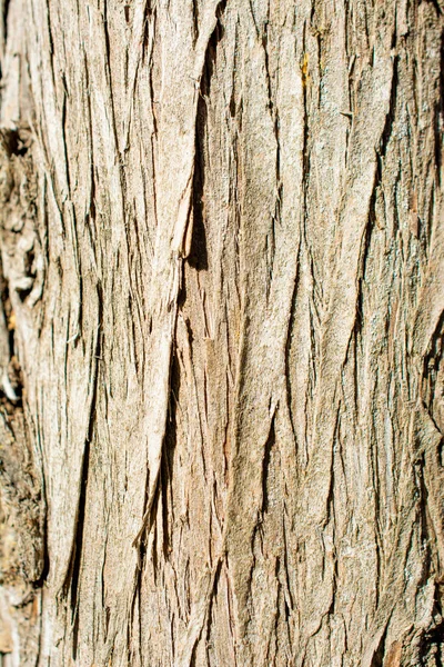 나무껍질을 가까이 나무껍질의 — 스톡 사진