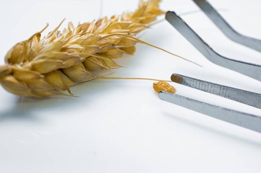 Professional scientist examining ear of wheat clipart