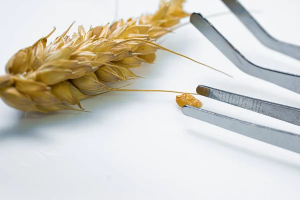 Professional scientist examining ear of wheat — Stock Photo, Image