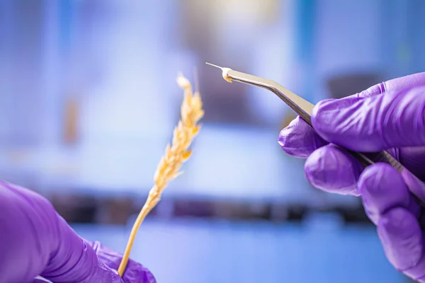 Cientista profissional com luvas examinando espigas de trigo — Fotografia de Stock