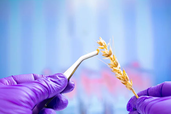 Cientista profissional com luvas examinando espigas de trigo — Fotografia de Stock