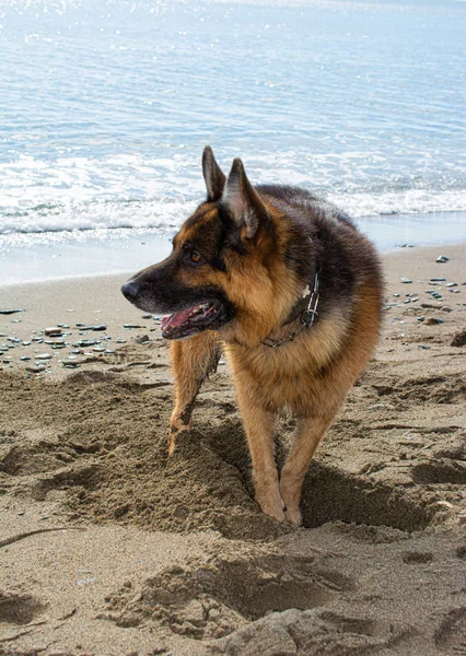 Tysken Fåraherde hund på stranden — Stockfoto
