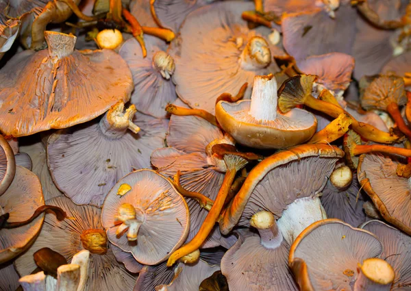 Cogumelos de perto no mercado — Fotografia de Stock