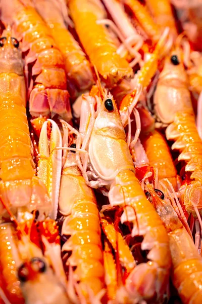 Fresh shellfish from the Mediterranean Sea at the market — Stock Photo, Image