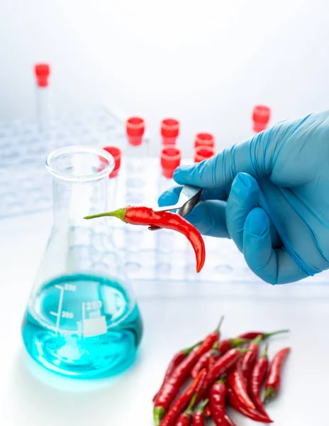 Ο γιατρός ανάλυση κατέχει ένα κόκκινο πιπέρι τσίλι με λαβίδες για πειράματα — Φωτογραφία Αρχείου