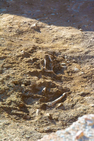 Malaga Spain February 2020 Site Archaeological Excavation Remains Human Bones — Stock Photo, Image