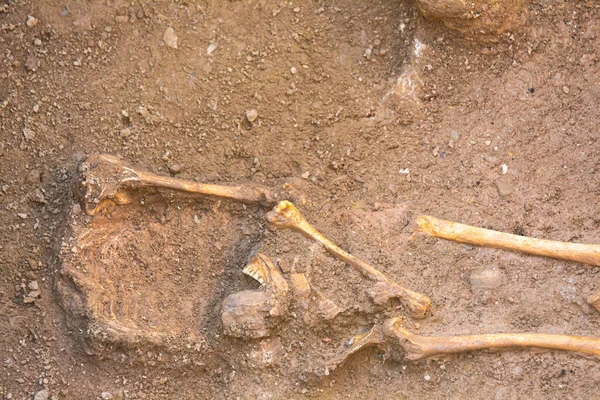 Malaga Spain February 2020 Site Archaeological Excavation Remains Human Bones — Stock Photo, Image