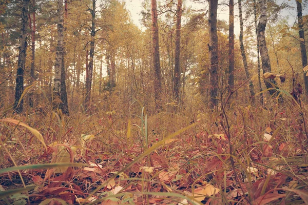 Automne en forêt sauvage . — Photo