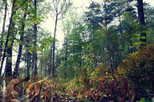 Automne en forêt sauvage . — Photo