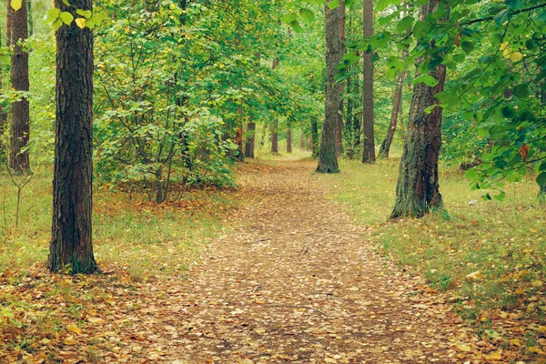 Route de campagne en forêt d'automne, secrète . — Photo