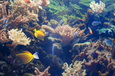 Tropikal balık ve mercan resif.