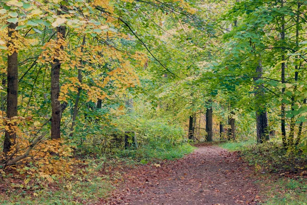 Forêt d'automne, secrète . — Photo