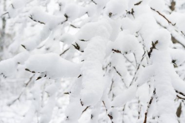 Karla kaplı dallar