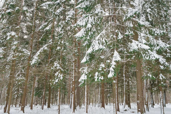 白雪覆盖的松树林中 — 图库照片