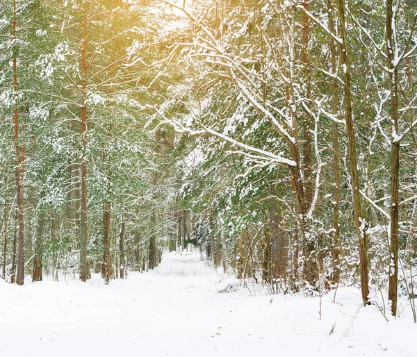 Hermosos bosques de Navidad . — Foto de Stock