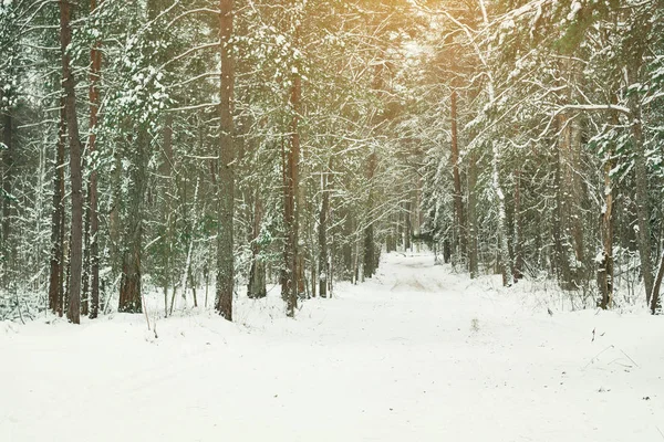 美丽的圣诞树林 — 图库照片