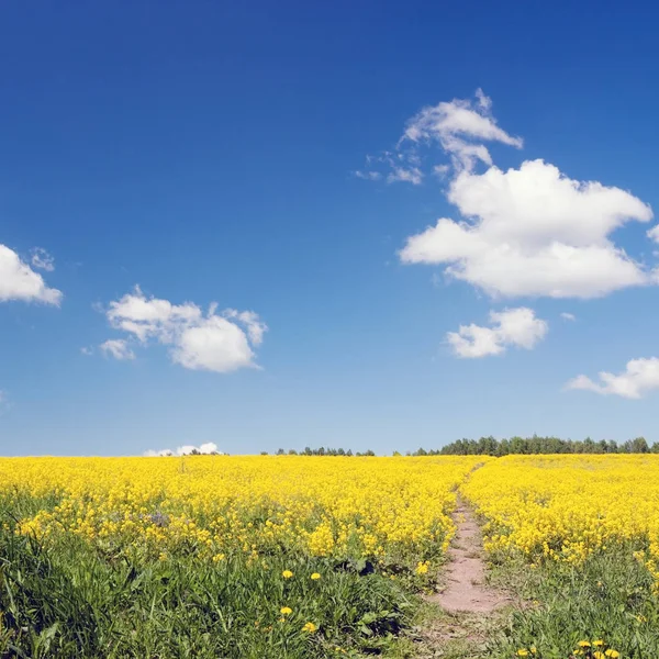 Frühlingsfeld bei schönem Tag — Stockfoto