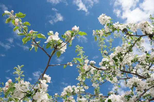 Spring white flowers — Stock Photo, Image
