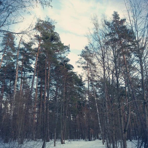 Hermosos bosques de invierno por la noche — Foto de Stock