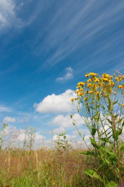 Yaz alanında romantik kır çiçekleri