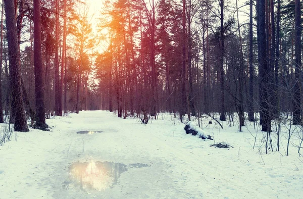 Atardecer en bosques de invierno — Foto de Stock