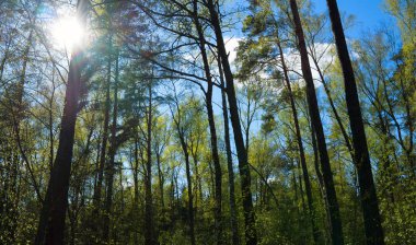 Güzel bir güneşli gün, ormandaki yüksek ağaçları