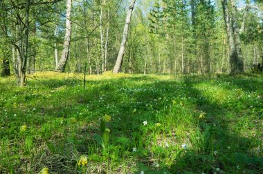 Güzel orman ve kır çiçekleri, güneşli bir gün