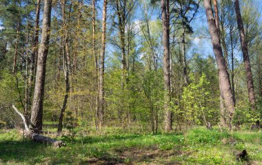 Güneşli bir gün, güzel vahşi orman