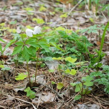 Güneşli bir gün, iki güzel çiçekler