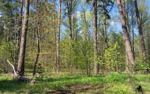 Güneşli bir gün, güzel vahşi orman