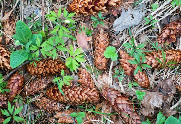 Doğa arka plan, koni ve bitkiler
