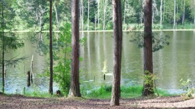 Ağaçlar göl kıyısında