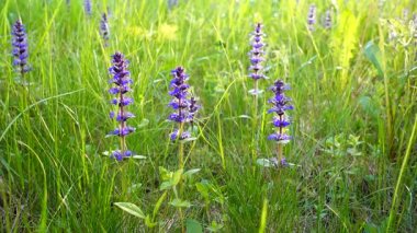 Yaz tarlasında çiçekler