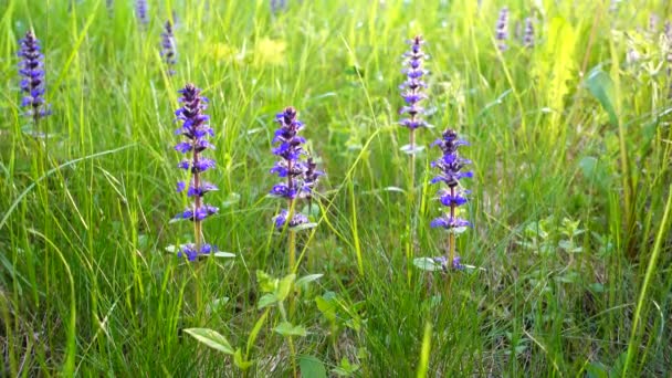 Fleurs en champ d'été