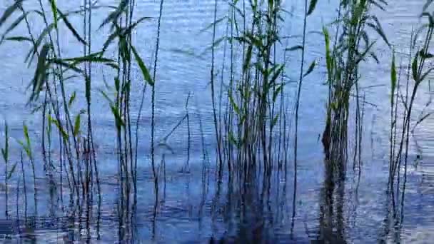 Reed gungning i vattnet — Stockvideo