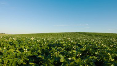Patates alan ve gökyüzü güzel gün. 