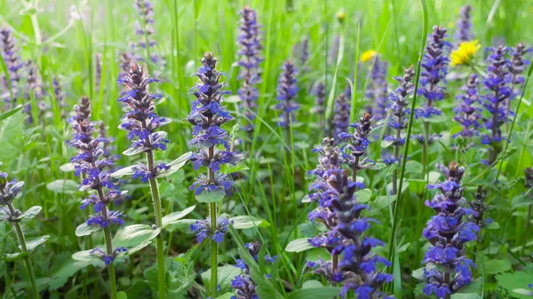 Zomer veld op mooie dag. — Stockfoto