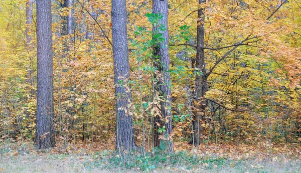 Herfst in het bos. — Stockfoto