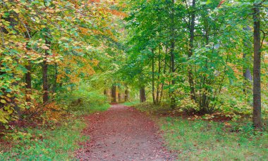 Sonbahar ormandaki ilk altın düşen yapraklar.