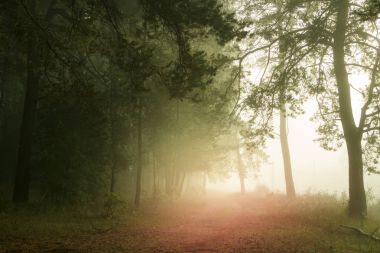 Güzel ormanda sis, yağmur sonra ormandaki sunrise. 
