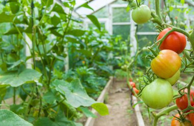 Taze kırmızı ve yeşil domates bitki üzerinde asılı. 