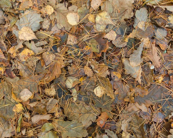 Πεσμένα φύλλα φόντο. — Φωτογραφία Αρχείου