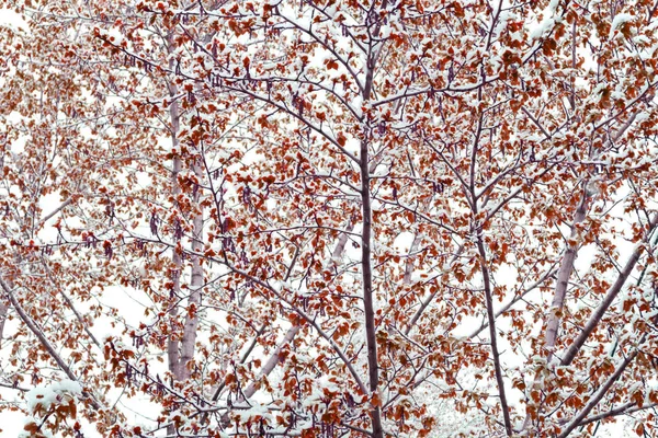 Première neige sur les arbres . — Photo