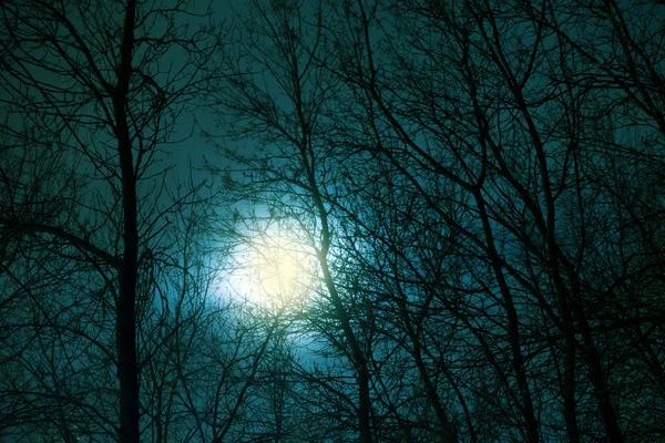 Paysage sombre avec des arbres nus . — Photo
